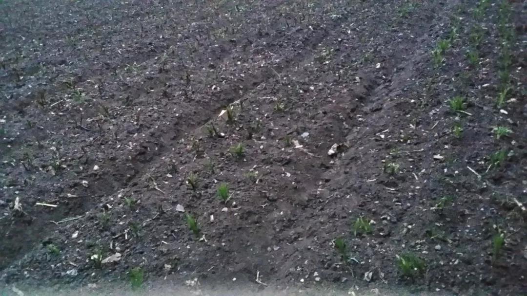 4一顆顆破土而出的中藥幼苗，為龍泉寺村帶來了新希望.jpg
