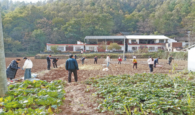 22個(gè)品種田間“比拼”爭(zhēng)當(dāng)“當(dāng)家品種”