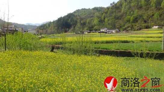 陜鄂邊區(qū)的油菜花海