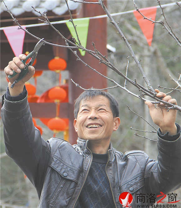 農(nóng)家樂經(jīng)營者周江寶正在修剪院中的櫻桃樹，計(jì)劃著將來讓來此吃飯的游客在自家院內(nèi)采摘。