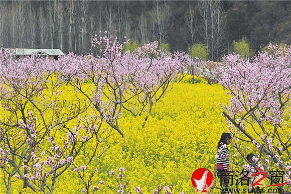 春天，后灣有商洛最美的油菜花。