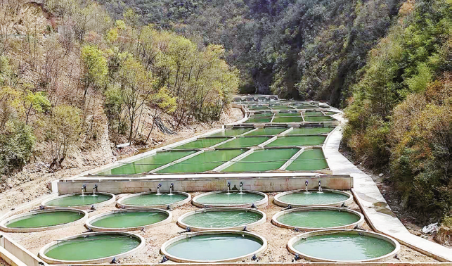 三代人砥礪奮斗 深山里茶茂魚(yú)躍