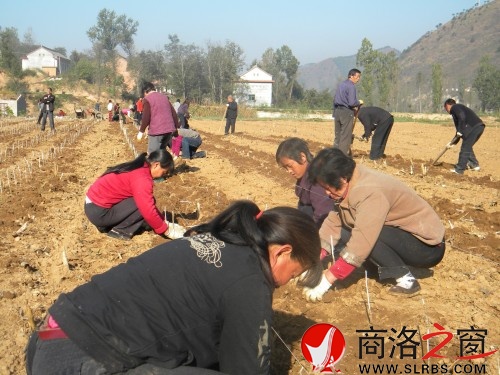 栽植良?，F(xiàn)場(chǎng)1_conew1.jpg