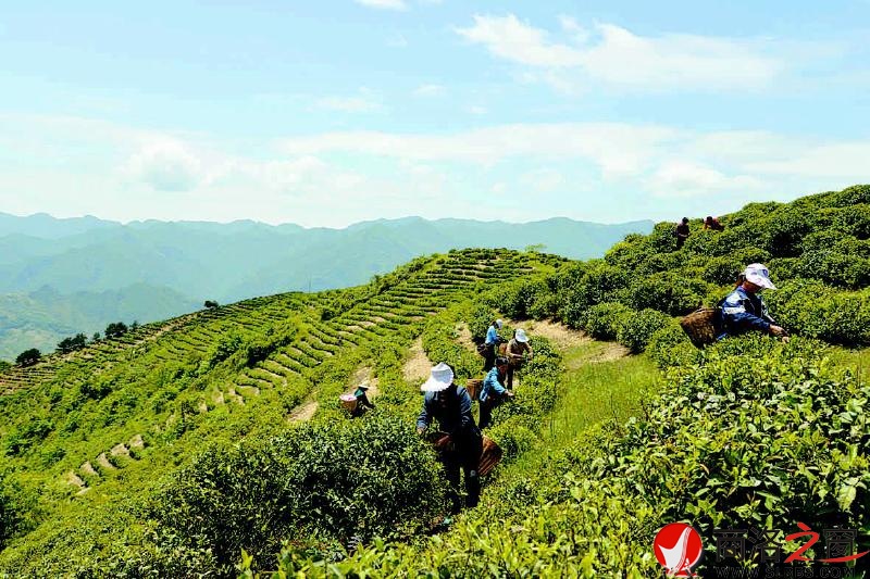 茶農(nóng)在茶場(chǎng)采茶