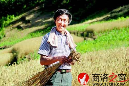 施慶壽來給親戚幫忙，他把麥穗編好后，用來捆麥子。