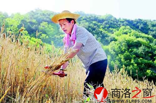 下午兩點多，一天中最熱的時候，趙順堂頂著太陽在地里割麥子。