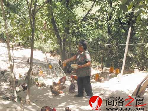 在新一輪扶貧開發(fā)中，我市不少農(nóng)戶都將林下養(yǎng)殖作為發(fā)展項目。