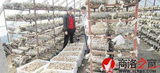 青山鎮(zhèn)上河村貧困戶通過發(fā)展食用菌盤活家庭經濟