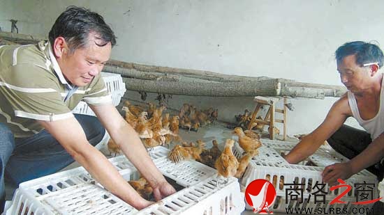 鴻偉公司向八龍村捐贈了5000只價值6萬元的雞苗，村民江文春正在接收雞苗。