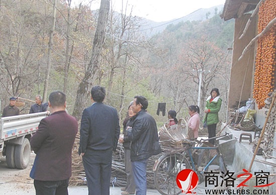 區(qū)交通局將優(yōu)質(zhì)核桃樹(shù)苗分發(fā)給群眾