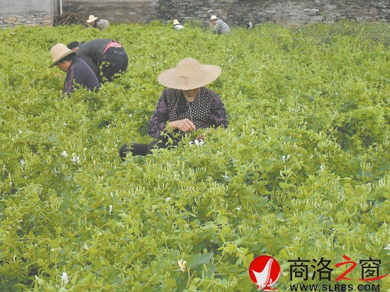 在市委宣傳部的幫扶下新建的100畝金銀花基地，增加了村民收入。