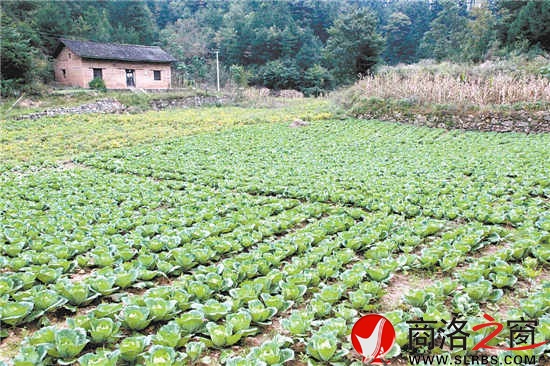 高山蔬菜種植基地栽植的秋甘藍(lán)