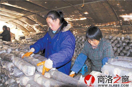 香菇大棚里，幾位村民正在忙碌地碼放料袋。香菇產(chǎn)業(yè)的發(fā)展，解決了當(dāng)?shù)財(cái)?shù)十名留守婦女的就業(yè)問題。