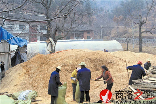 韓子坪村薪炭林資源豐富，群眾采取間伐或管護(hù)取枝的材料制作鋸末填充料袋，保證生產(chǎn)出味道鮮美的食用菌。