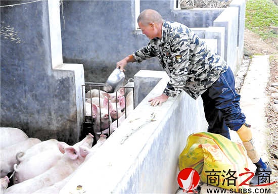 羅三民精心喂養(yǎng)生豬