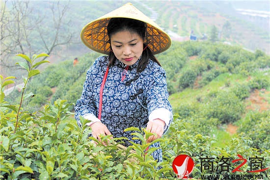 今年22歲的采茶女兼導(dǎo)游王蓉,把采茶當(dāng)成一種樂(lè)趣。