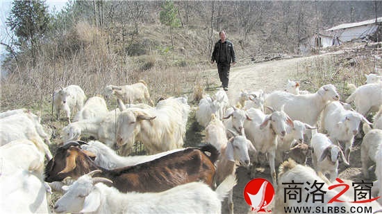 放羊是馮錢國每天最重要的工作