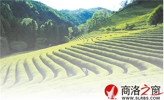 商南是陜西有名的產(chǎn)茶區(qū)，滿山遍野的茶樹(shù)就像是覆蓋在山上的綠毯子，成為農(nóng)民的綠色銀行。