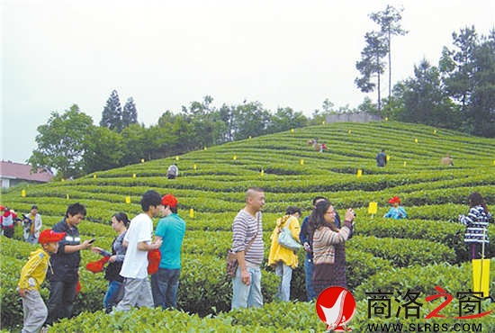 游客體驗(yàn)采茶已成為商南一個(gè)新興的旅游項(xiàng)目