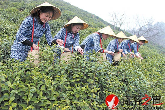 采茶時(shí)節(jié)，茶園與采茶女成為商南一道靚麗的風(fēng)景。