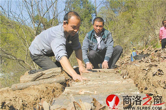 社員石立峰正在種植豬苓,趙實(shí)明在旁邊進(jìn)行技術(shù)指導(dǎo)。