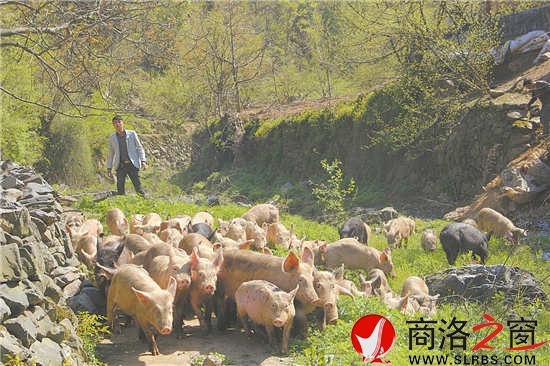 每天固定時間,趙王琦就會把圈舍里的豬放出來。