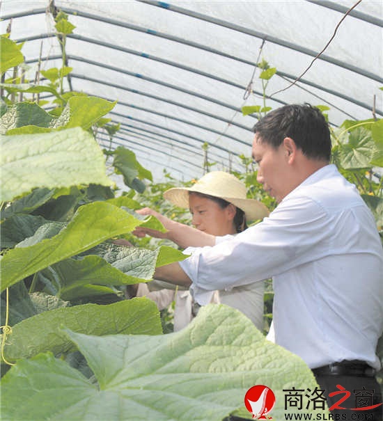 王家莊生機(jī)盎然的大棚菜