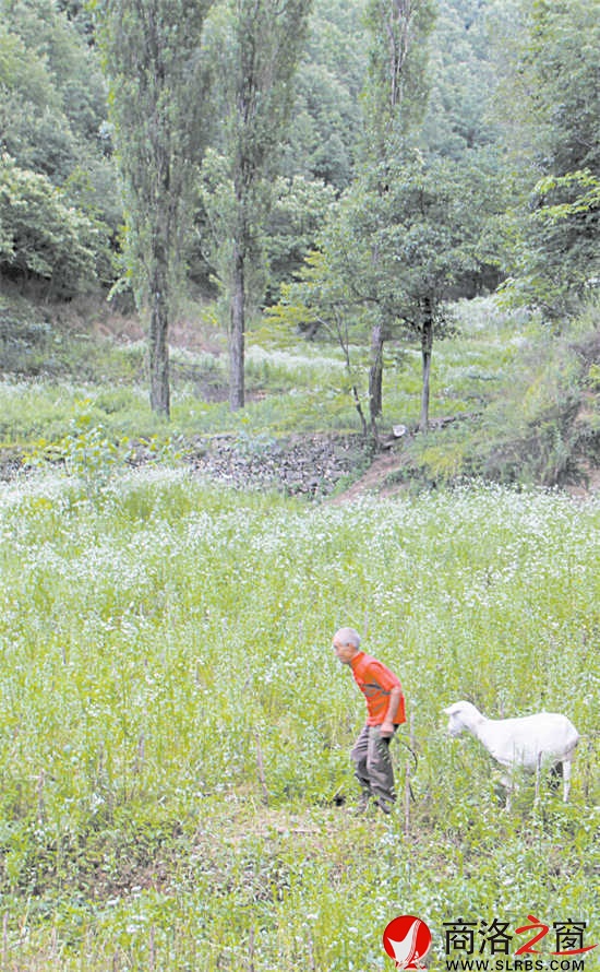 整個(gè)山坡有10多戶人家，戶戶大門緊鎖?？粗酒秸沟耐恋匾呀?jīng)荒蕪，楊鳳良老人覺(jué)得有些可惜，養(yǎng)了10多只羊。他也成了這10多戶人家的看門人。