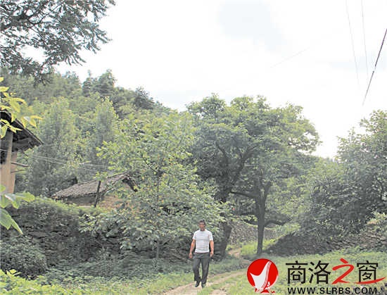 家鄉(xiāng)的這條路楊安平已走了多年，但他每次經(jīng)過(guò)這里，都有一種深深的眷戀。