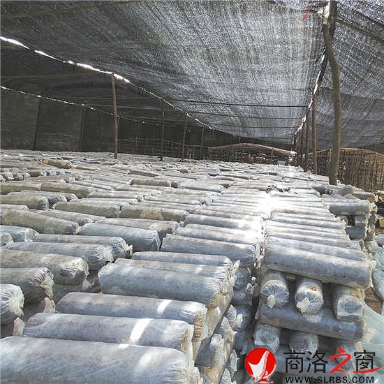 正在籌建的香菇基地