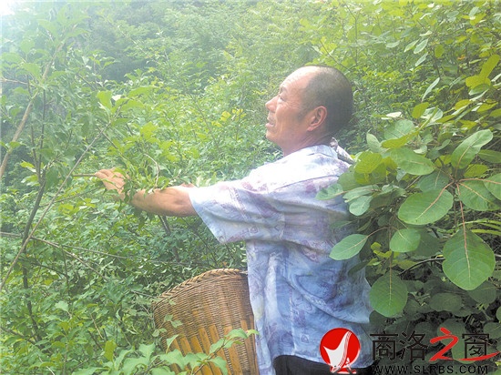 打山貨每天能賣百十元錢(qián)，成了炎炎夏季袁漢友最開(kāi)心的事情。