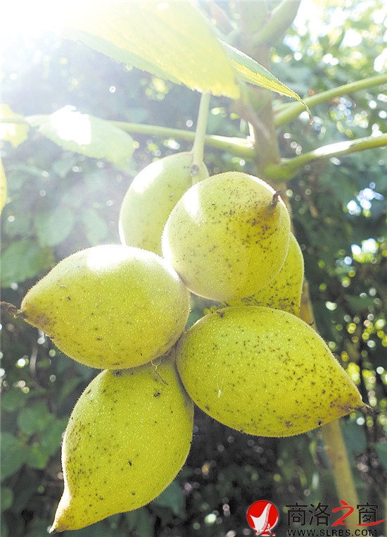 母樹周邊核桃楸結(jié)果情況